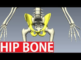 Each hip bone consists of 3 sections, ilium, ischium, and pubis. Bones Of The Pelvis Anatomy Hip Bone Anatomy 1 Youtube