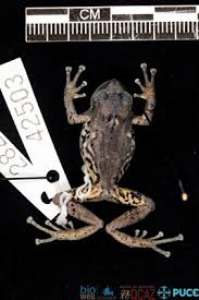 Image result for Pristimantis atillo
