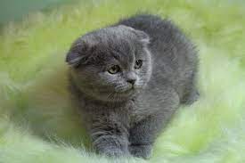 1 kedi 1 kopek hayvan bilgilendirme ve sahiplendirme ilanlari scottish fold hayvan kopek