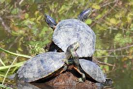 Quanto dura vivere una tartaruga? La Scomparsa Delle Tartarughe E Un Nostro Problema Senza Di Loro Cambiera Il Futuro