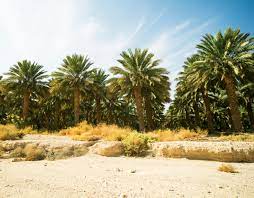Maybe you would like to learn more about one of these? North African Date Palm Is A Hybrid From The Middle East And Crete Earth Com