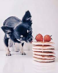 Pin On Luv Me A Chihuahua