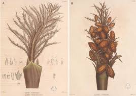 Image result for Raphia rostrata