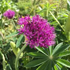 You will learn in the instructions which kinds of the allium there are and how they are optimally fostered. Allium Caeruleum Syn Allium Azureum Allium Caeruleum Azureum Allium Coerulescens Allium Species Azure Flowered Garlic Uploaded By Carolecuttingitfine