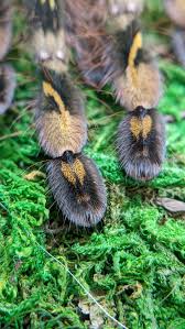 Image result for Centema subfusca