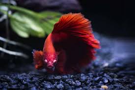 You need to really stay on top of weekly water changes. Best Betta Tank Heater Our Top 5 Picks Reviews
