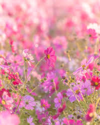 pin by celina borges on 誕生日画像 pink nature flower field wild flowers