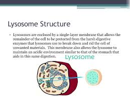Spherical organelles contained by a single layer membrane, though their size and shape vary to some extent. Lysosomes And Peroxisomes Ppt Download