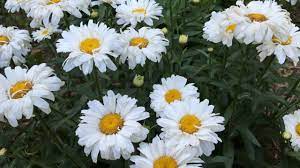 5 Ways To Care For Daisies Wikihow
