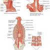 The neck is one of the most complex and intricate structures in our body and includes the spinal cord, which sends messages from the brain to the rest of the body. Https Encrypted Tbn0 Gstatic Com Images Q Tbn And9gcqinj1q1ko1cdkxgecukp5dug6 Kwio7exm3xwq Gw Usqp Cau