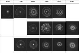 It was named innocua (innocuous) because as opposed to pathogenic listeria monocytogenes, l. Incubation Time Versus Scattering Pattern Of Three Listeria Species Download Scientific Diagram