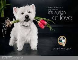 Cute Canine For Cesar Dog Food Cute Animal Pictures Cute Dogs Westies