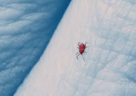 Image result for Chigger