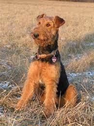 Give a puppy a forever home or rehome a rescue. Pin On Airedale Terrier