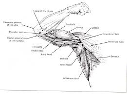 Arm Muscles Anatomy Coloring Pages Arm Muscle Anatomy Muscle Anatomy Anatomy Coloring Book