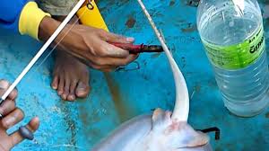 Dan yang terjadi si anak terkutuk menjadi seekor ikan (mirip dengan ikan pari). Rahasia Illahiyah By Om Dian