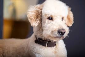 Please see some of fendi x romeo's very 1st miniature f1b english cream teddy bear goldendoodle litter below. What Age Are Goldendoodles Fully Grown Mini Medium And Standard