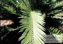 Image result for Encephalartos lebomboensis