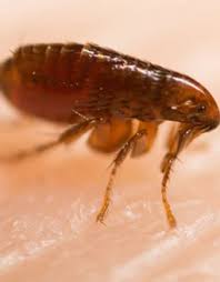 We know that pest issues are not always the same, but it's nothing to worry about. Pest Control Austin Pest Control Near Me Exterminator Near Me