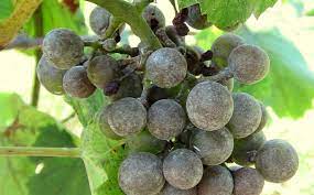 Temperatures above 90 degrees f will reduce powdery mildew growth. Powdery Mildew Uncinula Necator