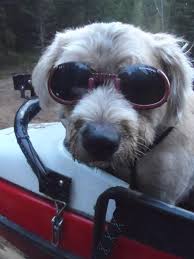 Doggles Adventure Sidecar Seen on cnn, regis and kelly, and many more! adventure sidecar