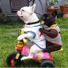 Popular english boys' names in 2017. 300 Best French Bulldog Names With Meanings All About Pets