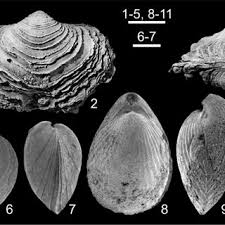 Clam shell decor nzone fishhawk. Pdf Devonian Deposits Of The Bahram Formation In The Kuh E Reza Abad Section And The Kuh E Shorab Section Southwest Damghan Central Iran