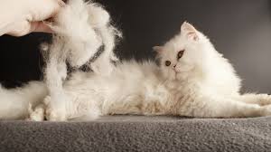 If a cat is stressed, it may start grooming to excess. Hair Pulling In Cats Purrfect Love
