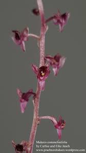 Image result for Malaxis schliebenii