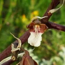 Image result for Habenaria nyikana