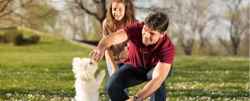 Get expert advice about potty training and crate training your puppy from akc's training experts: Puppytrainedright Com Online Dog Puppy Training Program