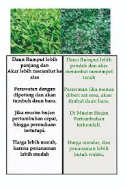 Cara menanam rumput gajah mini tidaklah sesusah anda pikirkan. 0812 9923 3099 Jual Rumput Gajah Mini Di Jakarta Selatan 0812 9923 3099 Jual Rumput Gajah Mini Di Jakarta Selatan