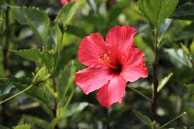 Maybe you would like to learn more about one of these? The Best Fertilizers For Hibiscus Plants In 2021 Bob Vila
