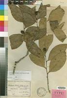 Image result for Scolopia stolzii