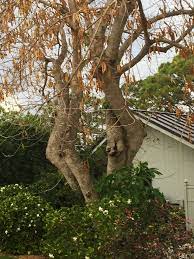 We have 1 possible answer for the clue tree with large seedpods on its trunk which appears 1 time in our database. Tree With Dry Brittle Seed Pods Is An Invasive Plant On Treasure Coast