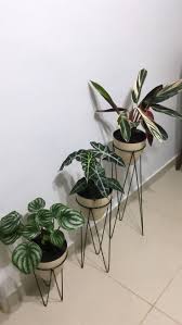 Plantas para ambientes internos