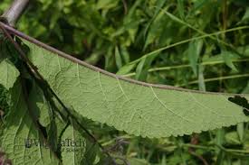 Image result for Hypolytrum pynaertii