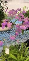 Image result for Utricularia sp.no.1