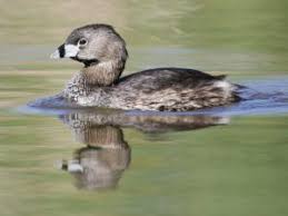 Water Birds Of North Georgia Pied Billed Grebe List Of Birds Birds Bird Life List