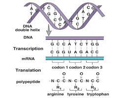 Transcription diagram labeled dna transcription diagram labeled transcription and translation diagram labeled. Transcription And Translation Practice Worksheet Answer Key Worksheet List