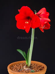 Image result for Hippeastrum sp. cultivars