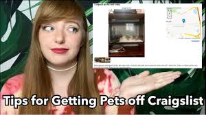 Finde die besten kostenlosen videos zu pets for sale northwest ct craigslist. Craigslist Animals For Sale Cute766