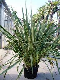 Image result for Phormium