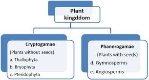 Plant Kingdom Class 11 Notes Biology Mycbseguide Cbse