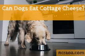 Maybe you would like to learn more about one of these? Can Dogs Eat Cottage Cheese Is It Bad For Them National Canine Research Association Of America