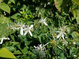 Check spelling or type a new query. Clematis