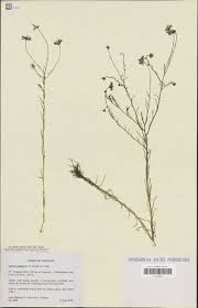 Image result for Neojeffreya