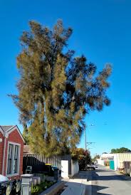 Image result for Casuarina verticillata
