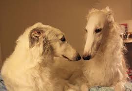 Free for commercial use no attribution required high quality images. Mercedes And Moto Borzoi Dog Borzoi Dogs