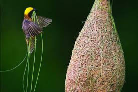 Ingo Arndt S Amazing Book Reveals The Wonderful World Of Animal Architecture Animals Wonders Of The World Eco Architecture